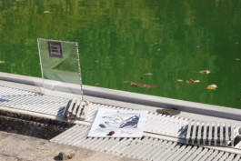 THE POOL